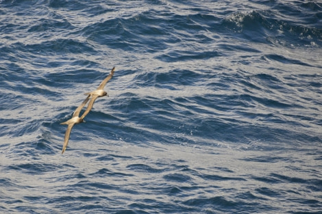 OTL23-23, Day 2, Pair of Light Mantled © Gary Miller - Oceanwide Expeditions.JPG