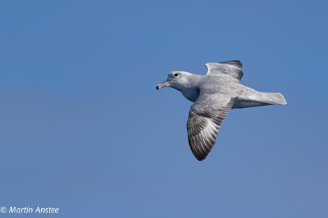 OTL23-23, Day 2, Southern Fulmar 2 © Martin Anstee - Oceanwide Expeditions.jpg