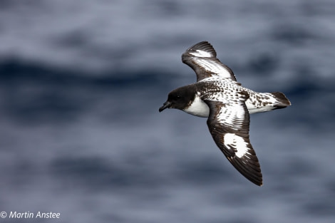 OTL23-23, Day 3, Cape Petrel © Martin Anstee - Oceanwide Expeditions.jpg