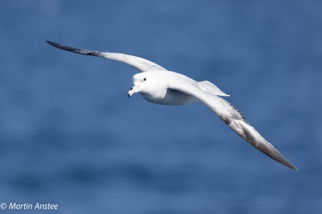 OTL23-23, Day 3, Southern Fulmar © Martin Anstee - Oceanwide Expeditions.jpg