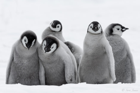 OTL23-23, Day 4, Emperor Penguin Checks 3 © Sara Jenner - Oceanwide Expeditions.jpg