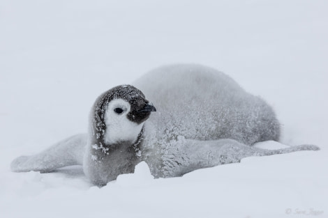 OTL23-23, Day 4, Emperor Penguin Chick 3 © Sara Jenner - Oceanwide Expeditions.jpg