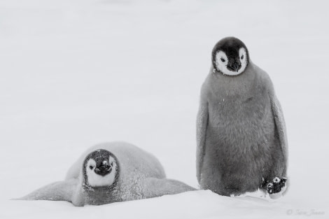 OTL23-23, Day 4, Emperor Penguin Chicks 1 © Sara Jenner - Oceanwide Expeditions.jpg