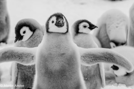 OTL23-23, Day 4, Emperor Penguin Chicks © Martin Anstee - Oceanwide Expeditions.jpg