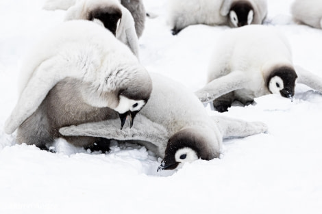 OTL23-23, Day 4, Emperor Penguin Chicks 3 © Martin Anstee - Oceanwide Expeditions.jpg