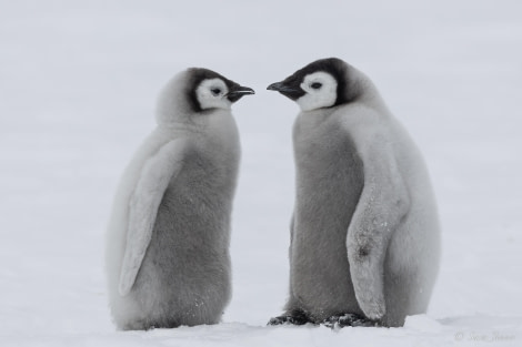 OTL23-23, Day 4, Emperor Penguin Chicks 4 © Sara Jenner - Oceanwide Expeditions.jpg