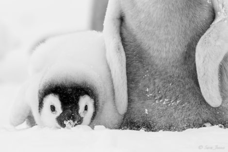 OTL23-23, Day 4, Emperor Penguin Chicks 7 © Sara Jenner - Oceanwide Expeditions.jpg