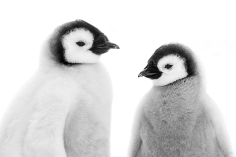 OTL23-23, Day 4, Emperor Penguin Chicks 8 © Sara Jenner - Oceanwide Expeditions.jpg