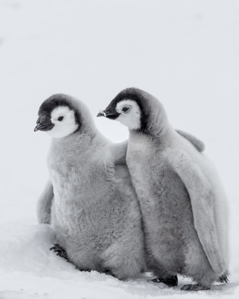 OTL23-23, Day 4, Emperor Penguin Chicks 9 © Sara Jenner - Oceanwide Expeditions.jpg