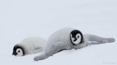 OTL23-23, Day 4, Emperor Penguin Chicks 10 © Sara Jenner - Oceanwide Expeditions.jpg