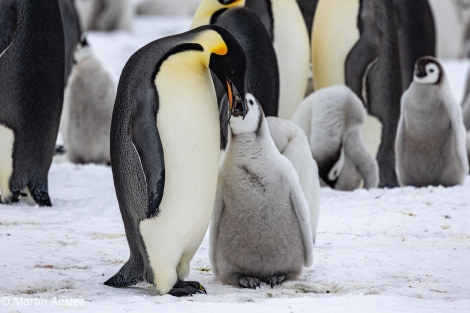 OTL23-23, Day 4, Emperor Penguins © Martin Anstee - Oceanwide Expeditions.jpg