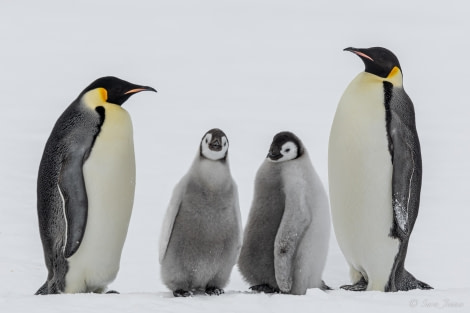 OTL23-23, Day 4, Emperor Penguins 5 © Sara Jenner - Oceanwide Expeditions.jpg