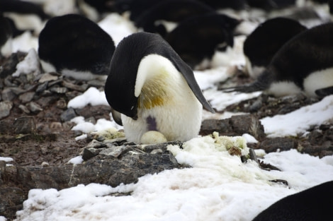 OTL23-23, Day 5, Adelie on eggs at nest-Hope Bay © Gary Miller - Oceanwide Expeditions.JPG