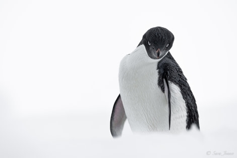 OTL23-23, Day 5, Adelie Penguin © Sara Jenner - Oceanwide Expeditions.jpg