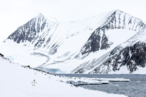 OTL23-23, Day 5, Adelie Penguins Colony 2 © Sara Jenner - Oceanwide Expeditions.jpg