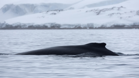 OTL23-23, Day 5, Humpback back © Sara Jenner - Oceanwide Expeditions.jpg