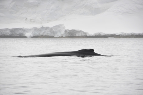 OTL23-23, Day 5, Humpback Whale © Gary Miller - Oceanwide Expeditions.JPG