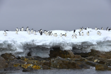 OTL23-23, Day 5, Kinnes Cove Adelies © Gary Miller - Oceanwide Expeditions.JPG