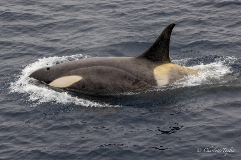 OTL23-23, Day 6, Orca © Charlotte Taplin - Oceanwide Expeditions.jpg