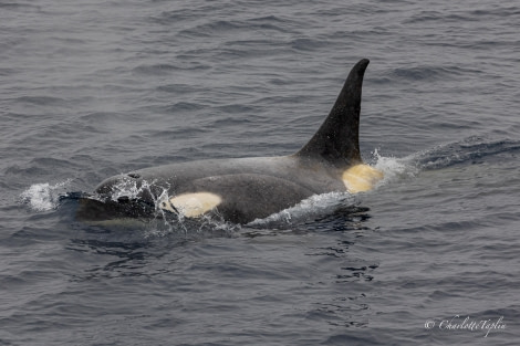 OTL23-23, Day 6, Orca 2 © Gary Miller - Oceanwide Expeditions.jpg