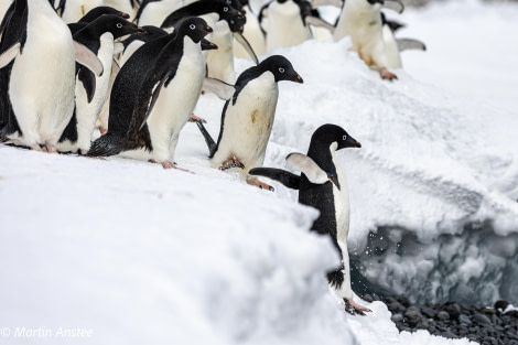 OTL23-23, Day 7, Adelie Penguins 2 © Martin Anstee - Oceanwide Expeditions.jpg
