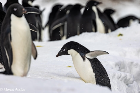 OTL23-23, Day 7, Adelie Penguins 3 © Martin Anstee - Oceanwide Expeditions.jpg