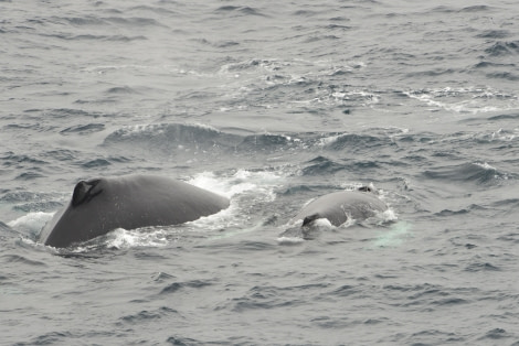 OTL23-23, Day 8, Mother and calf  © Gary Miller - Oceanwide Expeditions.JPG