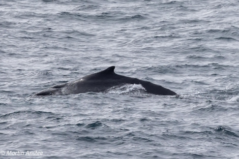 OTL23-23, Day 8, Whales © Martin Anstee - Oceanwide Expeditions.jpg