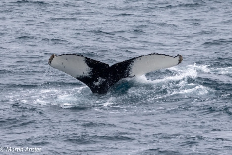 OTL23-23, Day 8, Whales 6 © Martin Anstee - Oceanwide Expeditions.jpg