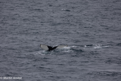 OTL23-23, Day 8, Whales 7 © Martin Anstee - Oceanwide Expeditions.jpg