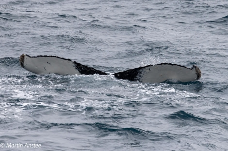 OTL23-23, Day 8, Whales 12 © Martin Anstee - Oceanwide Expeditions.jpg