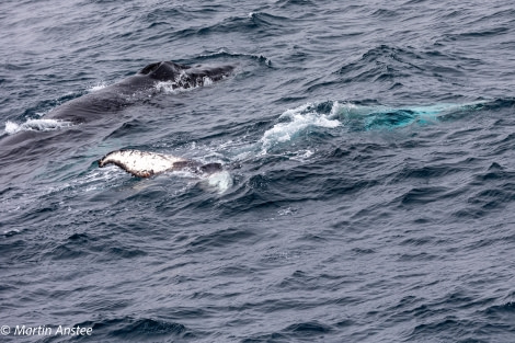 OTL23-23, Day 8, Whales 15 © Martin Anstee - Oceanwide Expeditions.jpg