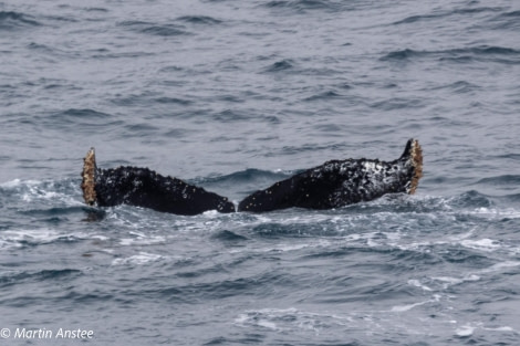 OTL23-23, Day 8, Whales 16 © Martin Anstee - Oceanwide Expeditions.jpg