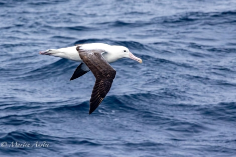 OTL23-23, Day 9, Albatross © Martin Anstee - Oceanwide Expeditions.jpg
