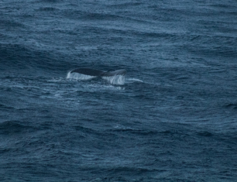 HDS23-23, Day 3, Picture2. © Unknown photographer - Oceanwide Expeditions.png