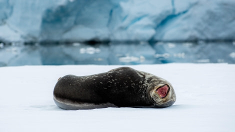 HDS23-23, Day 7, LYR_0221 © Alexander Romanovskiy - Oceanwide Expeditions.jpg