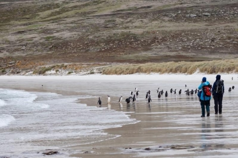 PLA23-23, Day 3, Gentoo Penguins 2 © Unknown photographer - Oceanwide Expeditions.jpg