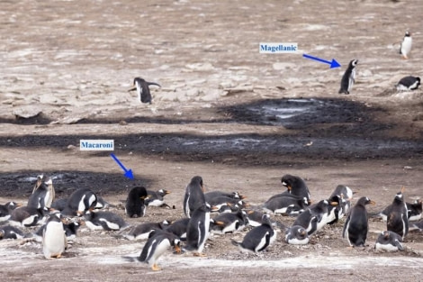 PLA23-23, Day 3, Penguin Colonies © Unknown photographer - Oceanwide Expeditions.jpg