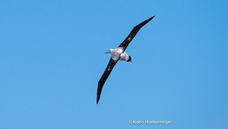 PLA23-23, Day 7, Southern Royal Albatross © Koen Hoekemeijer - Oceanwide Expeditions.jpg