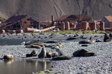 PLA23-23, Day 9, Fur Seals 2 © Unknown photographer - Oceanwide Expeditions.jpg