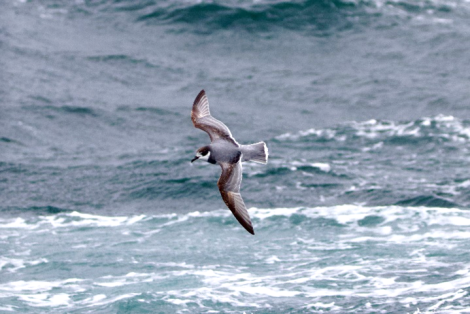 PLA23-23, Day 12, Antarctic Prion © Unknown photographer - Oceanwide Expeditions.png