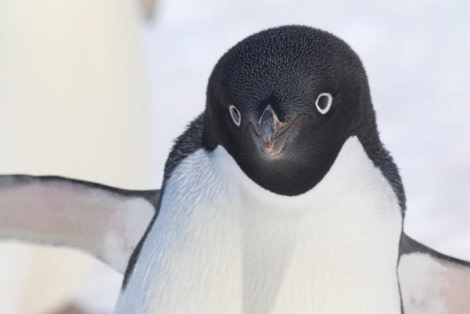 PLA23-23, Day 15, Adelie Penguin © Unknown photographer - Oceanwide Expeditions.jpg