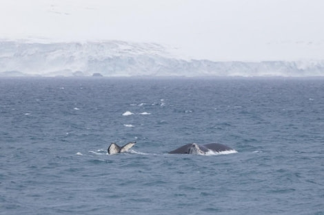 PLA23-23, Day 16, Humpback whale © Unknown photographer - Oceanwide Expeditions.jpg