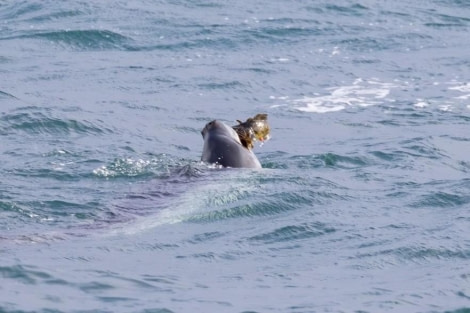 PLA23-23, Day 16, Leopard seal © Unknown photographer - Oceanwide Expeditions.jpg