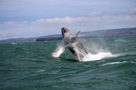 Whale Watching-3.jpg