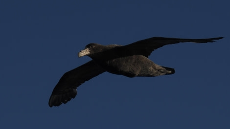 OTL24-23, Day 2, Southern Giant-Petrel © Andy Perkins Mountain Guide - Oceanwide Expeditions.JPG