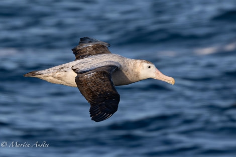 OTL24-23, Day 2, Wandering Albatross © Martin Anstee Photography - Oceanwide Expeditions.jpg