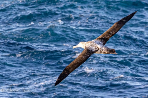OTL24-23, Day 2, Wandering Albatross 2 © Martin Anstee Photography - Oceanwide Expeditions.jpg