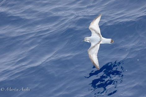 OTL24-23, Day 3, Antarctic Prion © Martin Anstee Photography - Oceanwide Expeditions.jpg