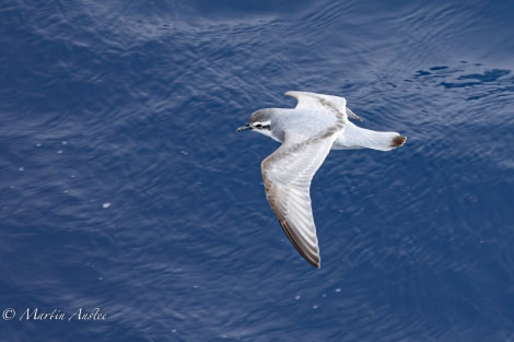 OTL24-23, Day 3, Antarctic Prion 2 © Martin Anstee Photography - Oceanwide Expeditions.jpg